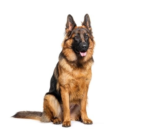 german Shepard standing up