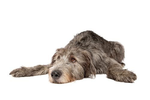 irish wolfhound laying down