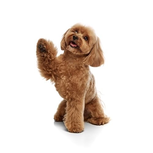 cockapoo with one paw up