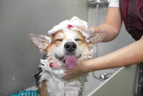 A corgi getting a cleaned at a Mobile Dog Groomers Isle of Wight
